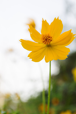 포토 JPG 해외이미지 식물 꽃잎 꽃 아시아 꽃무늬 밭 오렌지 자연 하늘 풍경 사람없음 야외 초록색 여름 파란색 컬러풀 노란색 환경 정원 맑음 활발 벚꽃 흰색 시골 신선 개화 황금 묘사 코스모스 꽃가루 강렬 많음 해외202004 해외포토 계절 나라 컬러 컨셉 무늬 농업 과일 날씨 가루 생태계 파일형식 이미지허브