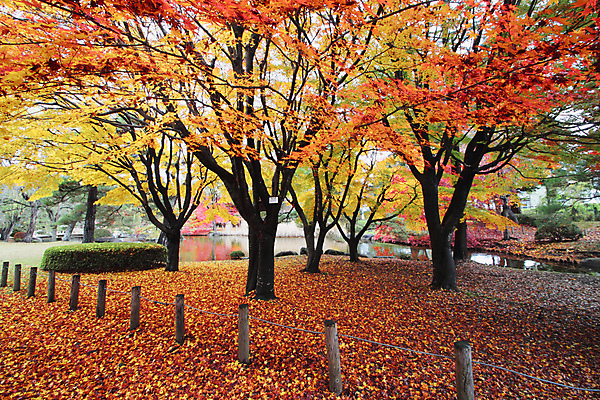 포토 JPG 해외이미지 나무 식물 계절 아시아 백그라운드 단풍 잎 오렌지 자연 사람없음 빨간색 노란색 일본 가을 질감 내추럴 해외202004 해외포토 나라 컬러 과일 생태계 파일형식 이미지허브