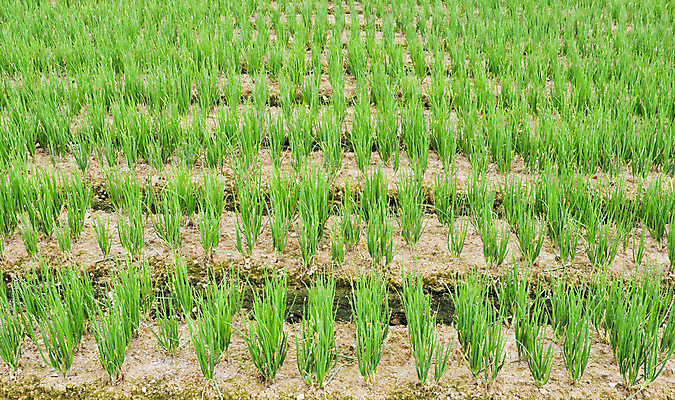 포토 JPG 해외이미지 식물 꽃 선 음식 백그라운드 잎 밭 농업 채소 자연 건강 사람없음 야외 초록색 농작물 농장 정원 봄 성장 시골 신선 작음 땅 먹기 먼지 땅바닥 줄서기 채식주의자 해외202004 해외포토 계절 산업 컬러 모션 바닥 크기 생태계 채식 파일형식 이미지허브