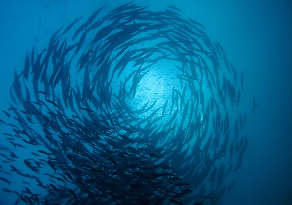 포토 JPG 해외이미지 동물 야생동물 바다 여행 학교 모션 자연 휴가 어류 풍경 사람없음 야외 물 파란색 환경 수중 원형 아래 생물학 지느러미 깊이 해외202004 해외포토 자연요소 도형 교육 컬러 수중동물 방향 생태계 위치 파일형식 이미지허브