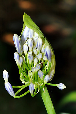 포토 JPG 해외이미지 식물 꽃 꽃무늬 아프리카 사람없음 파란색 보라색 원주민 닫기 싱글 남아프리카 동물상 해외202004 해외포토 나라 컬러 무늬 모션 조형물 아프리카인 파일형식 이미지허브