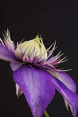 포토 JPG 해외이미지 식물 꽃잎 꽃 자연 사람없음 정원 보라색 큼 해외202004 해외포토 컬러 크기 생태계 파일형식 이미지허브