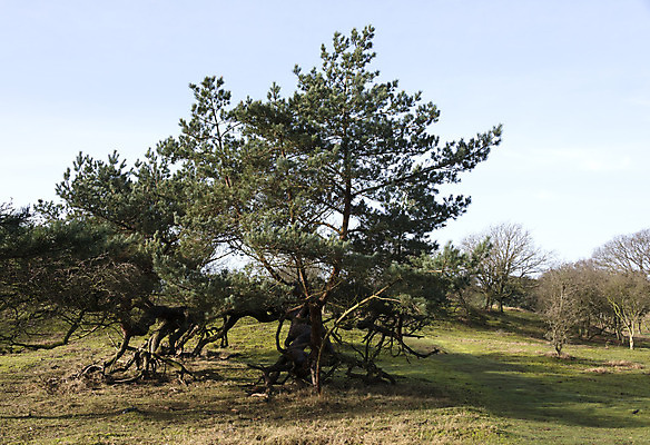 포토 JPG 해외이미지 나무 자연 하늘 풍경 사람없음 초록색 파란색 언덕 네덜란드 전나무 암스테르담 가문비나무 해외202004 해외포토 식물 유럽 컬러 생태계 파일형식 이미지허브