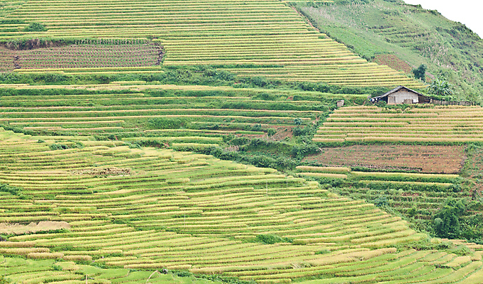 포토 JPG 해외이미지 식물 아시아 지구 음식 잎 패턴 밭 농업 곡선 자연 밥 산 풍경 경사 사람없음 야외 빨간색 초록색 물 농가 농장 환경 계곡 흙 시골 거친 땅 부식 준비 시골집 원예 베트남 지역 시스템 경영 규정 땅바닥 생태학 제어 해외202004 해외포토 자연요소 교육 나라 산업 선 컬러 무늬 비즈니스 바닥 주택 취미 동남아시아 생태계 파일형식 이미지허브