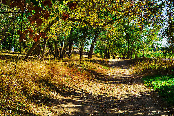 포토 JPG 해외이미지 나무 식물 계절 공원 지구 줄기 잎 오렌지 자연 하늘 추상 새로움 요정 풍경 사람없음 야외 목재 빨간색 빛 햇빛 노란색 걷기 침묵 안개 성장 가을 나뭇가지 시골 황무지 황금 숲 오솔길 9월 11월 장면 지역 멀리 잡동사니 빛망울 10월 해외202004 해외포토 공공시설 길 컬러 컨셉 무늬 과일 재료 모션 날씨 태양 소리 날짜 생태계 파일형식 이미지허브
