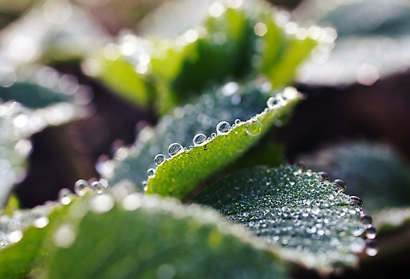 포토 JPG 해외이미지 식물 백그라운드 잎 패턴 자연 날씨 건강 잔디 사람없음 야외 초록색 물 빛 태양 환경 침묵 활발 젖음 성장 시간 액체 떨어짐 이슬 빗방울 순수 해외202004 해외포토 자연요소 컬러 컨셉 무늬 소리 비_날씨 생태계 파일형식 이미지허브