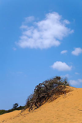 포토 JPG 해외이미지 나무 식물 구름 계절 아시아 지구 모래 여행 컨셉 자연 하늘 날씨 건조 골격 풍경 사람없음 야외 목재 세로 여름 파란색 글로벌 노란색 환경 손상 사막 죽음 만 뜨거움 보호 위험 모래언덕 언덕 가뭄 온도 생태학 스리랑카 해외202004 해외포토 자연요소 교육 나라 컬러 재료 생태계 파일형식 이미지허브