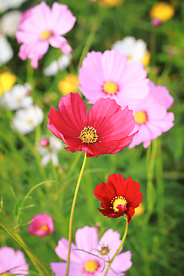 포토 JPG 해외이미지 식물 공원 꽃잎 꽃 분홍색 백그라운드 잎 꽃무늬 오렌지 자연 하늘 풍경 사람없음 야외 장식 빨간색 초록색 여름 컬러풀 머리 정원 보라색 봄 벚꽃 가을 흰색 시골 신선 개화 숲 묘사 오브젝트 코스모스 데이지 내추럴 고립 해외202004 해외포토 계절 공공시설 컬러 무늬 과일 신체부위 생태계 파일형식 이미지허브
