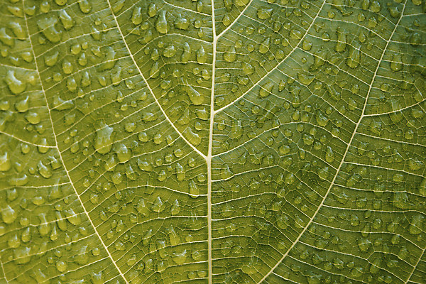 포토 JPG 해외이미지 백그라운드 잎 자연 사람없음 초록색 물 젖음 물방울 신선 닫기 떨어짐 즐거움 질감 정맥 내추럴 해외202004 해외포토 자연요소 식물 감정 컬러 컨셉 모션 생태계 혈관 파일형식 이미지허브