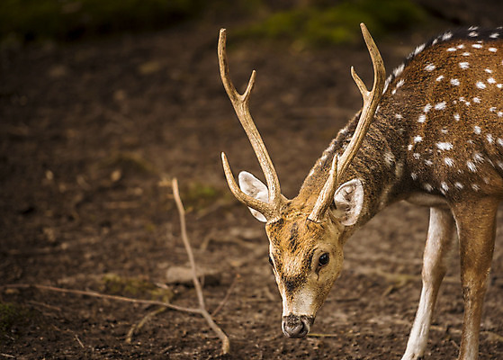 포토 JPG 해외이미지 동물 공원 남자 야생동물 포유류 자연 사슴 털 뿔 독일 사람없음 야외 옆모습 갈색 노란색 달러 놀람 점 모피 먹기 대칭 수유 해외202004 해외포토 공공시설 감정 유럽 뷰포인트 컬러 돈 모션 표정 사람 생태계 파일형식 이미지허브