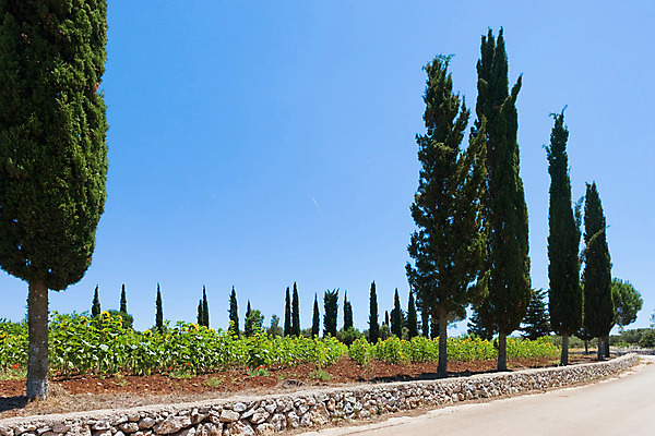 포토 JPG 해외이미지 나무 전통 꽃 유럽 도로 여행 자연 하늘 휴가 해바라기 거리 풍경 사람없음 여름 햇빛 평화 맑음 이탈리아 운전 개화 땅 해외202004 해외포토 식물 계절 나라 길 컨셉 교통시설 모션 날씨 태양 생태계 파일형식 이미지허브
