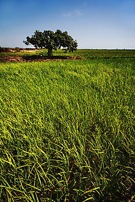 포토 JPG 해외이미지 음식 잎 농업 자연 밥 지붕 씨앗 사람없음 야외 초록색 여름 농작물 농장 오두막 낟알 유기농 스파이크 논밭 숙성 해외202004 해외포토 식물 웰빙 계절 산업 컬러 밭 논 생태계 파일형식 이미지허브