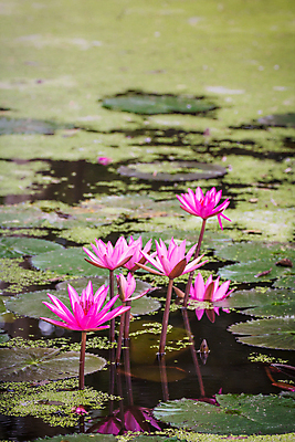포토 JPG 해외이미지 식물 꽃 호수 분홍색 백그라운드 꽃무늬 자연 사람없음 야외 장식 세로 초록색 물 빛 정원 봄 벚꽃 연못 신선 그룹 내추럴 해외202004 해외포토 자연요소 계절 컬러 무늬 생태계 파일형식 이미지허브