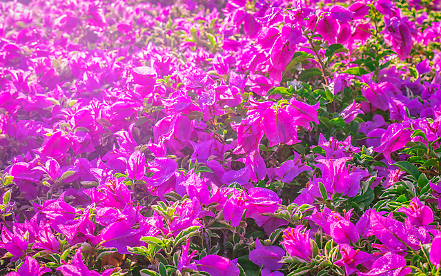 포토 JPG 해외이미지 식물 디자인 공원 꽃잎 꽃 행복 종이 분홍색 결혼 백그라운드 잎 꽃무늬 자연 아침 휴식 사랑 사람없음 야외 장식 물 여름 빛 햇빛 정원 보라색 봄 활발 꿈 벚꽃 나뭇가지 신선 개화 떨어짐 향기 포도나무 내추럴 고립 해외202004 해외포토 주간 자연요소 나무 계절 공공시설 감정 컬러 컨셉 무늬 이벤트 태양 과일나무 생태계 냄새 파일형식 이미지허브