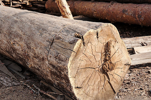 포토 JPG 해외이미지 나무 디자인 산업 패턴 자연 사람없음 목재 가로 갈색 쌓기 수확 소나무 거친 널 숲 장작 자르기 질감 목공예 잡동사니 내추럴 건축업자 그런지 수목 해외202004 해외포토 식물 건축 컬러 무늬 농업 재료 모션 공예 생태계 파일형식 이미지허브