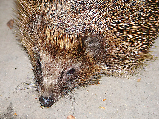 포토 JPG 해외이미지 동물 얼굴 포유류 수염 사람없음 머리 척추 주둥이 해외202004 해외포토 뼈 신체부위 파일형식 이미지허브