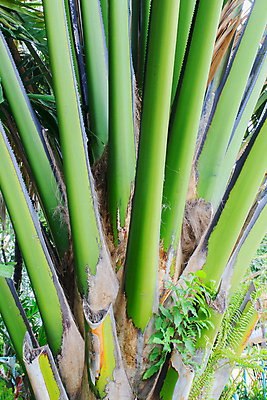 포토 JPG 해외이미지 나무 식물 디자인 공원 선 줄기 섬 백그라운드 잎 패턴 자연 추상 손바닥 그림자 사람없음 야외 목재 초록색 여름 빛 햇빛 환경 정원 맑음 성장 나뭇가지 숲 그늘 질감 생물학 날것 남쪽 내추럴 생태학 파라다이스 해외202004 해외포토 손 계절 공공시설 교육 컬러 무늬 재료 날씨 태양 방향 생태계 파일형식 이미지허브