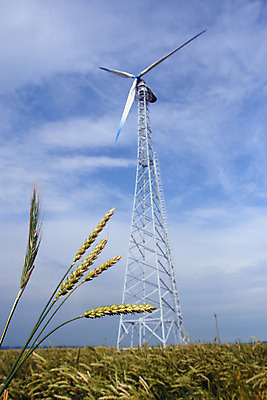 포토 JPG 해외이미지 식물 구름 산업 줄기 밭 농업 자연 하늘 바람 건조 옥수수 씨앗 잔디 사람없음 세로 파란색 글로벌 노란색 환경 힘 발전기 에너지 시골 황금 땅 시리얼 밀 프로펠러 보리 연료 밀짚 세대 방앗간 넘어짐 되감기 숙성 호밀 수평선 해외202004 해외포토 자연요소 음식 컬러 모션 날씨 곡류 발전소 짚 생태계 파일형식 이미지허브
