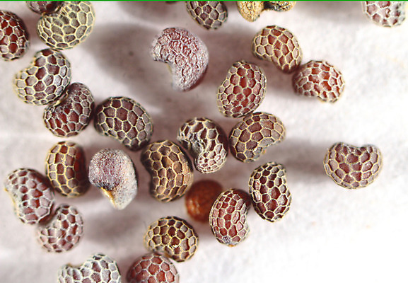 포토 JPG 해외이미지 식물 음식 백그라운드 농업 오렌지 재료 자연 콩 건조 세포 씨앗 사람없음 농작물 갈색 흰색 향신료 유기농 양귀비 해외202004 해외포토 웰빙 꽃 산업 컬러 과일 곡류 생태계 향미료 파일형식 이미지허브