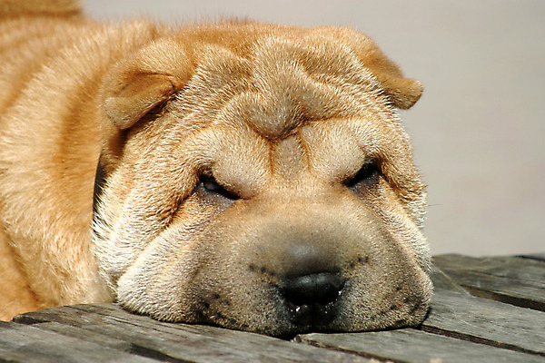 포토 JPG 해외이미지 동물 1 응시 얼굴 백그라운드 포유류 바닥 경비 앉기 사람없음 반려동물 갈색 머리 카메라 우정 흰색 표현 잠 주름 기다림 유머 개 강아지 널 자르기 슛 송곳니 거짓말 고립 해외202004 해외포토 시선 감정 컬러 모션 안전 신체부위 친구 전자제품 치아 보호 파일형식 이미지허브