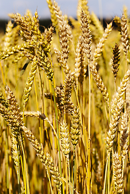 포토 JPG 해외이미지 식물 산업 문화 음식 줄기 밭 농업 과일 자연 건조 옥수수 씨앗 성인 사람없음 농작물 햇빛 농장 노란색 식사 수확 성장 시골 신선 그룹 황금 낟알 시리얼 밀 유기농 날것 보리 결 밀짚 밭일 숙성 호밀 해외202004 해외포토 웰빙 컬러 무늬 곡류 사람 태양 짚 생태계 파일형식 이미지허브