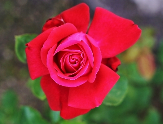 포토 JPG 해외이미지 식물 기념일 꽃잎 꽃 잎 꽃무늬 자연 발렌타인데이 선물 사랑 사람없음 빨간색 초록색 장미 정원 벚꽃 축하 생일 싱글 해외202004 해외포토 감정 컬러 컨셉 무늬 데이이벤트 이벤트 생태계 파일형식 이미지허브