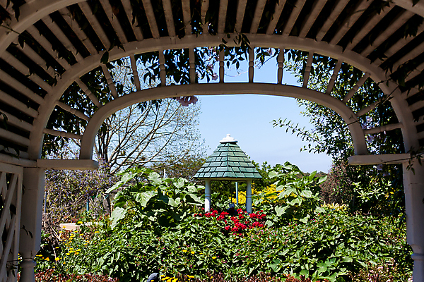 포토 JPG 해외이미지 식물 꽃 꽃무늬 사람없음 여름 관광지 정원 캘리포니아 로스앤젤레스 해외202004 해외포토 계절 여행 무늬 미국 파일형식 이미지허브