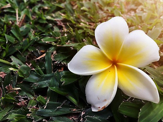 포토 JPG 해외이미지 나무 디자인 꽃잎 꽃 분홍색 꽃다발 나비 백그라운드 잎 꽃무늬 자연 휴식 미술 사람없음 장식 빨간색 초록색 노란색 정원 스파 봄 벚꽃 흰색 인사 신선 다발 묘사 내추럴 고립 엘리먼트 해외202004 해외포토 식물 계절 컬러 곤충 컨셉 무늬 문화예술 예절 생태계 파일형식 이미지허브
