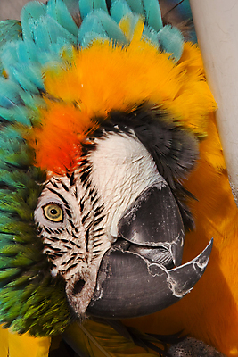 포토 JPG 해외이미지 동물 야생동물 날개 장난 자연 조류 동물원 대화 사람없음 파란색 반려동물 컬러풀 미국 황금 열대우림 깃털 호기심 부리 앵무새 멸종 몸단장 계산서 내추럴 강렬 이국적 해외202004 해외포토 감정 컬러 컨셉 북아메리카 말하기 숲 생태계 파일형식 이미지허브