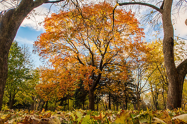 포토 JPG 해외이미지 나무 잎 캐나다 오렌지 하늘 프레임 사람없음 가을 해외202004 해외포토 식물 계절 북아메리카 과일 파일형식 이미지허브
