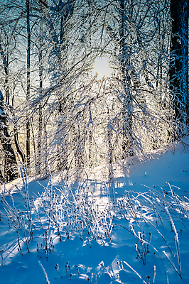 포토 JPG 해외이미지 나무 디자인 계절 공원 여행 백그라운드 크리스마스 겨울 자연 하늘 날씨 풍경 사람없음 야외 목재 파란색 빛 햇빛 태양 일출 맑음 냉동 얼음 일몰 새벽 추위 백발 흰색 나뭇가지 숲 12월 질감 서리 장면 북쪽 자작나무 1월 폭설 눈내림 해외202004 해외포토 자연요소 식물 헤어스타일 공공시설 기념일 컬러 재료 눈_날씨 노을 날짜 자연재해 방향 생태계 파일형식 이미지허브