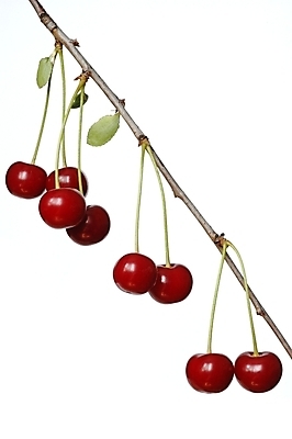 포토 JPG 해외이미지 음식 잎 다이어트 과일 사탕 사람없음 정원 나뭇가지 체리 먹기 고립 해외202004 해외포토 나무 식물 모션 디저트 건강 파일형식 이미지허브