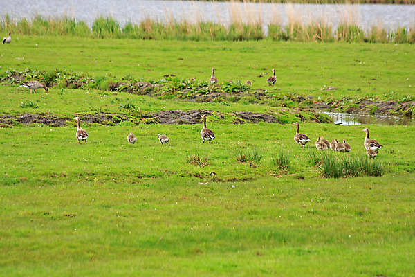 포토 JPG 해외이미지 동물 밭 자연 조류 잔디 사람없음 야외 초록색 가축 가을 거위 해외202004 해외포토 식물 계절 컬러 농업 생태계 파일형식 이미지허브