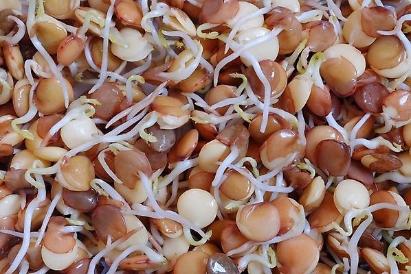 포토 JPG 해외이미지 식물 음식 백그라운드 자연 건조 건강 요리 씨앗 사람없음 갈색 주방 봄 성장 박테리아 모종 해외202004 해외포토 계절 컬러 의학 생태계 파일형식 이미지허브