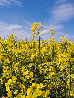 포토 JPG 해외이미지 식물 백그라운드 밭 하늘 씨앗 풍경 사람없음 초록색 파란색 연료 해외202004 해외포토 컬러 농업 파일형식 이미지허브