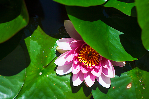 포토 JPG 해외이미지 식물 꽃 호수 분홍색 잎 자연 개구리 양서류 사람없음 초록색 물 빛 태양 환경 점프 수영 침묵 봄 시골 연못 묘사 느림 몽환 해외202004 해외포토 자연요소 동물 계절 컬러 컨셉 모션 소리 수상스포츠 생태계 파일형식 이미지허브