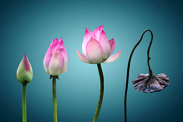 포토 JPG 해외이미지 식물 꽃잎 꽃 물결 선 분홍색 백그라운드 컨셉 잎 꽃무늬 자연 벽지 추상 요정 사람없음 물 빛 컬러풀 노란색 평화 흰색 죽음 개화 신비 명상 싱글 공상 마법 고립 이국적 특별함 해외202004 해외포토 자연요소 컬러 무늬 생태계 파일형식 이미지허브