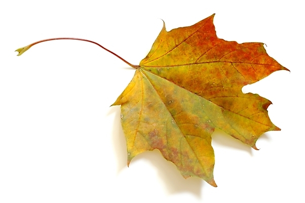 포토 JPG 해외이미지 계절 공원 잎 사람없음 갈색 가을 죽음 떨어짐 고립 혼자 해외202004 해외포토 식물 공공시설 컬러 컨셉 파일형식 이미지허브