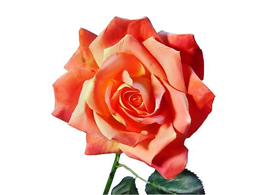 포토 JPG 해외이미지 모양 식물 꽃잎 꽃 분홍색 백그라운드 잎 꽃무늬 자연 휴가 발렌타인데이 사랑 사람없음 장식 빨간색 장미 노란색 추위 흰색 축하 죽음 닫기 심볼 묘사 열정 고립 해외202004 해외포토 감정 컬러 컨셉 무늬 모션 데이이벤트 생태계 파일형식 이미지허브