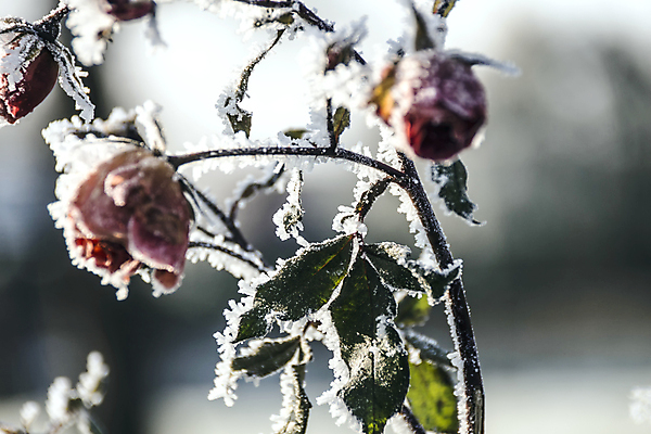 포토 JPG 해외이미지 식물 꽃 분홍색 사람없음 빨간색 장미 얼음 추위 해외202004 해외포토 자연요소 컬러 파일형식 이미지허브