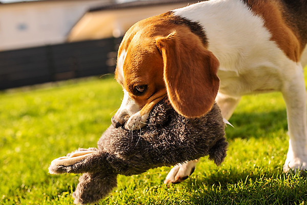 포토 JPG 해외이미지 동물 백그라운드 장난 포유류 자연 놀이 생물 사람없음 야외 반려동물 장난감 정원 맑음 토끼 개 강아지 작음 비글 부드러움 섬유 송곳니 기르기 깨짐 뒤뜰 복종 유래 회복 해외202004 해외포토 컨셉 날씨 직물 감각 치아 크기 생태계 돌봄 파일형식 이미지허브