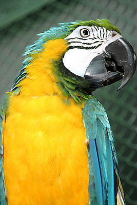 포토 JPG 해외이미지 동물 응시 오렌지 자연 조류 동물원 대화 사람없음 초록색 파란색 반려동물 노란색 검은색 활발 흰색 깃털 호기심 부리 앵무새 솜털 해외202004 해외포토 시선 감정 컬러 컨셉 과일 말하기 생태계 파일형식 이미지허브