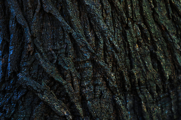 포토 JPG 해외이미지 모양 나무 디자인 벽 백그라운드 패턴 자연 표면 바닥 프레임 미술 사람없음 야외 내부 목재 가로 갈색 어둠 수확 골동품 소용돌이 소나무 판넬 원형 제조 널 매끈함 타일 사인 유기농 질감 복고 나무껍질 내추럴 수목 옛날 콜로라도 합판 파케트 해외202004 해외포토 도형 식물 웰빙 컬러 무늬 농업 재료 문화예술 미국 회오리 껍질 감각 생태계 파일형식 이미지허브