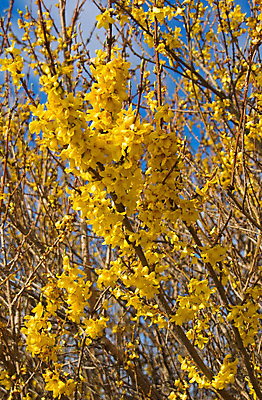 포토 JPG 해외이미지 나무 식물 꽃 꽃무늬 자연 새로움 사람없음 야외 초록색 파란색 컬러풀 노란색 봄 성장 나뭇가지 관목 내추럴 해외202004 해외포토 계절 컬러 컨셉 무늬 생태계 파일형식 이미지허브