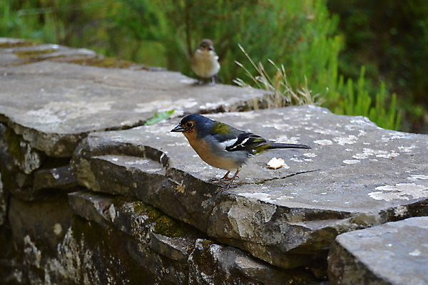 포토 JPG 해외이미지 나무 동물 공원 야생동물 섬 여행 백그라운드 자연 조류 산 풍경 사람없음 야외 목재 초록색 물 여름 파란색 컬러풀 환경 와인 검은색 나뭇가지 숲 작음 깃털 부리 내추럴 동물상 해외202004 해외포토 자연요소 식물 계절 공공시설 컬러 재료 주류 조형물 크기 생태계 파일형식 이미지허브