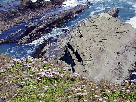 포토 JPG 해외이미지 꽃 바다 자연 사람없음 물 암초 내추럴 해외202004 해외포토 자연요소 식물 생태계 파일형식 이미지허브