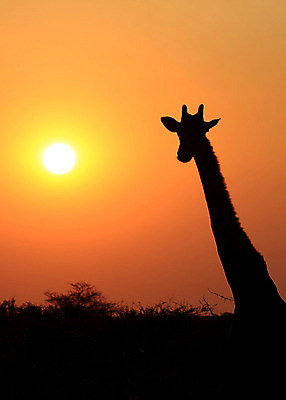포토 JPG 해외이미지 동물 공원 실루엣 지구 야생동물 여행 포유류 아프리카 자연 하늘 초식동물 동물원 풍경 사람없음 야외 글로벌 머리 환경 일몰 게임 황무지 우아함 보호 큼 기린 사파리 목 남쪽 내추럴 나미비아 동물상 생태학 전국 해외202004 해외포토 공공시설 교육 나라 컨셉 놀이 촬영기법 신체부위 조형물 노을 크기 방향 생태계 남아프리카 파일형식 이미지허브