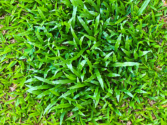 포토 JPG 해외이미지 식물 계절 공원 백그라운드 잎 패턴 밭 자연 추상 바닥 잔디 사람없음 야외 장식 가로 초록색 빛 농장 환경 정원 봄 활발 흰색 신선 땅 질감 내추럴 고립 해외202004 해외포토 공공시설 컬러 컨셉 무늬 농업 생태계 파일형식 이미지허브