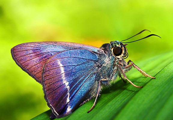 포토 JPG 해외이미지 나비 곤충 백그라운드 날개 자연 사람없음 초록색 해외202004 해외포토 동물 컬러 생태계 파일형식 이미지허브
