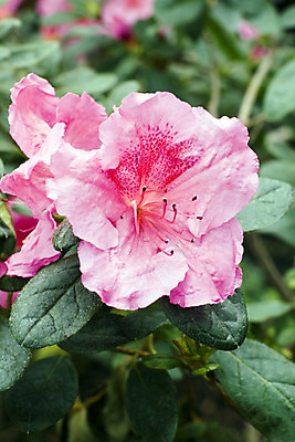 포토 JPG 해외이미지 식물 꽃잎 꽃 백그라운드 잎 꽃무늬 자연 풍경 사람없음 장식 여름 빛 컬러풀 머리 평화 정원 봄 벚꽃 개화 진달래 꽃집 관목 묘사 원예 내추럴 모종 해외202004 해외포토 나무 계절 컬러 컨셉 무늬 취미 신체부위 상점 생태계 파일형식 이미지허브